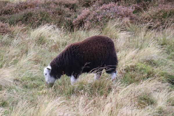 A black sheep.