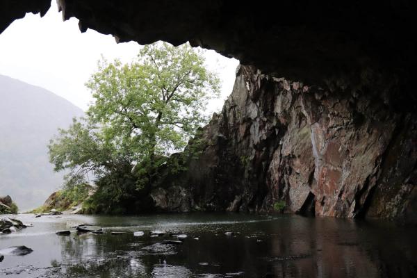Looking out the cave towards a tree and rain.