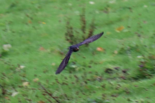 A close shot of a blurry bird.