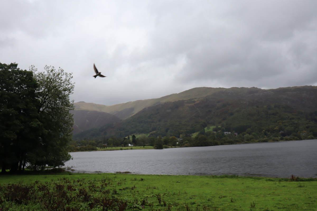 A slightly further shot of a blurry bird.