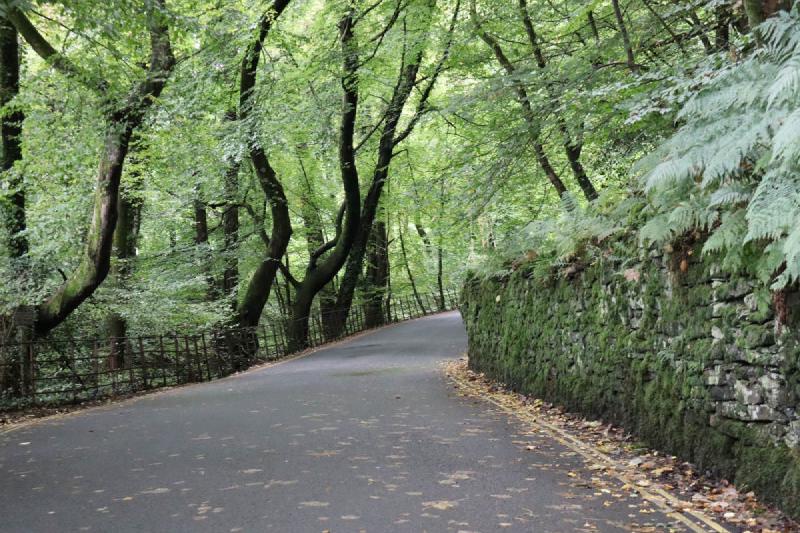 A road through the woods.