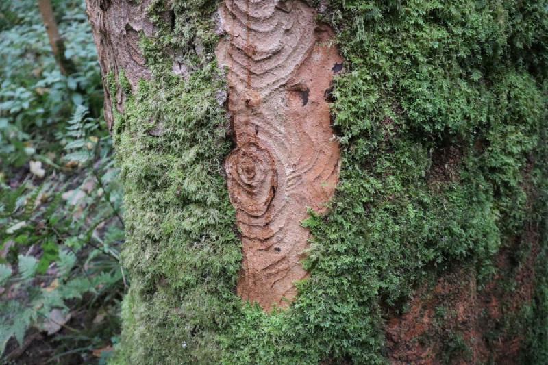 Concentric circles and moss on a tree.