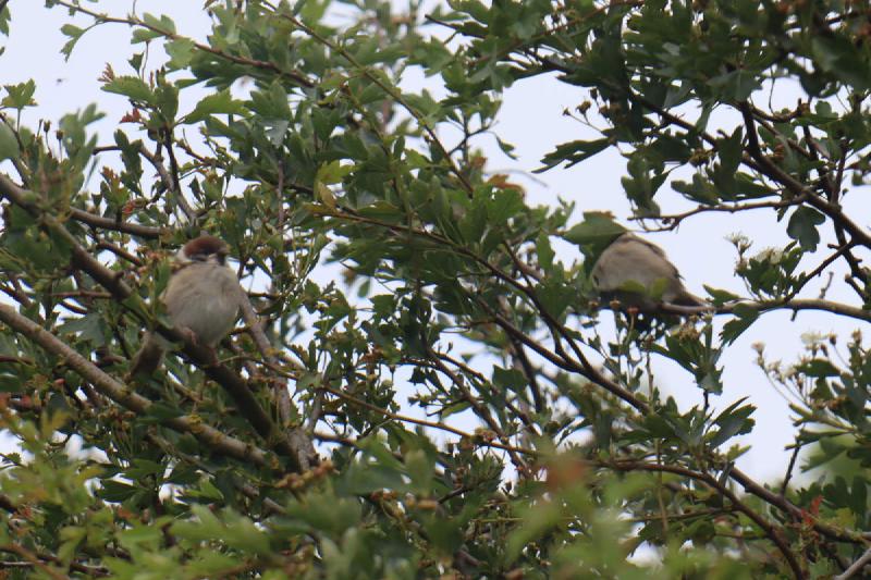 Some tree sparrows hiding in a tree, of all places!