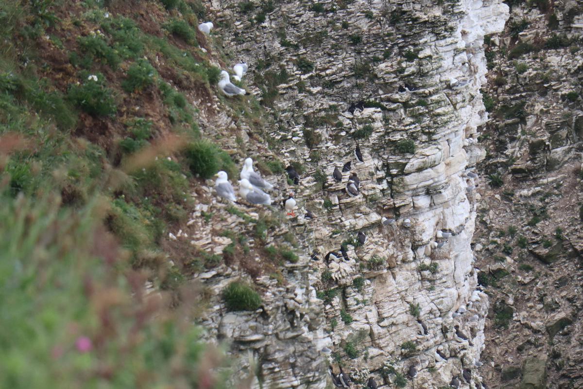 A distant puffin tilting its head.