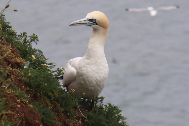 Close up shot of a gannet, a large white sea bird with a peachy head.