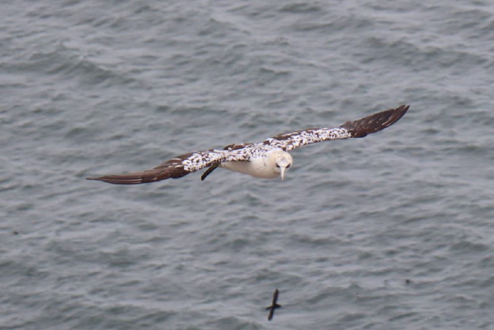 A flying gannet with speckled brown wings.