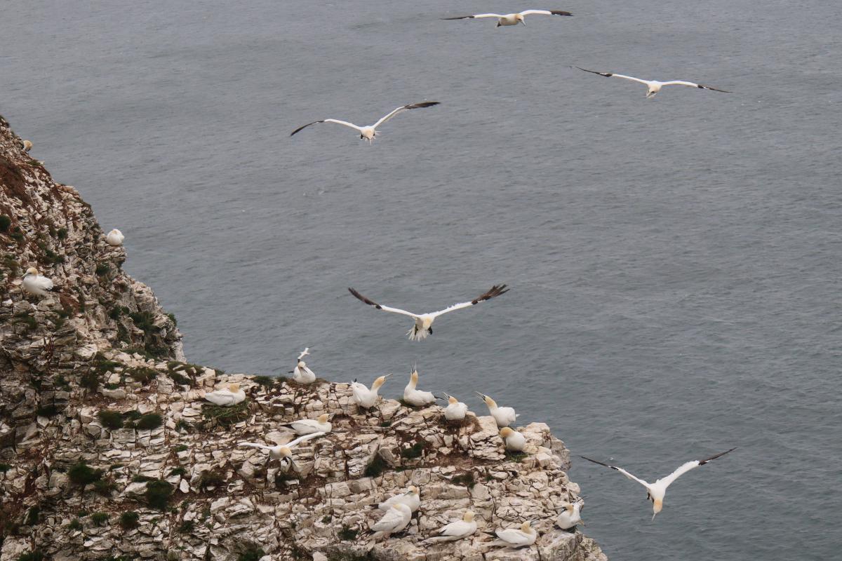A colony of gannets.