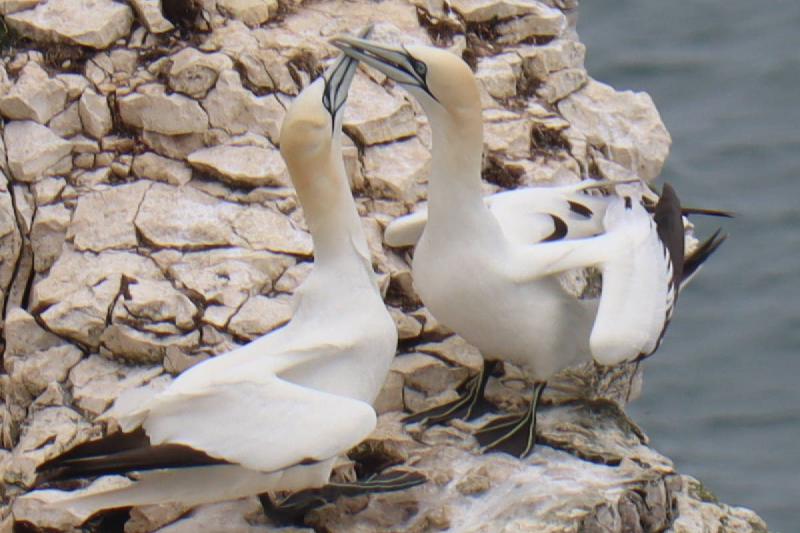 A pair of gannets tapping their beaks.