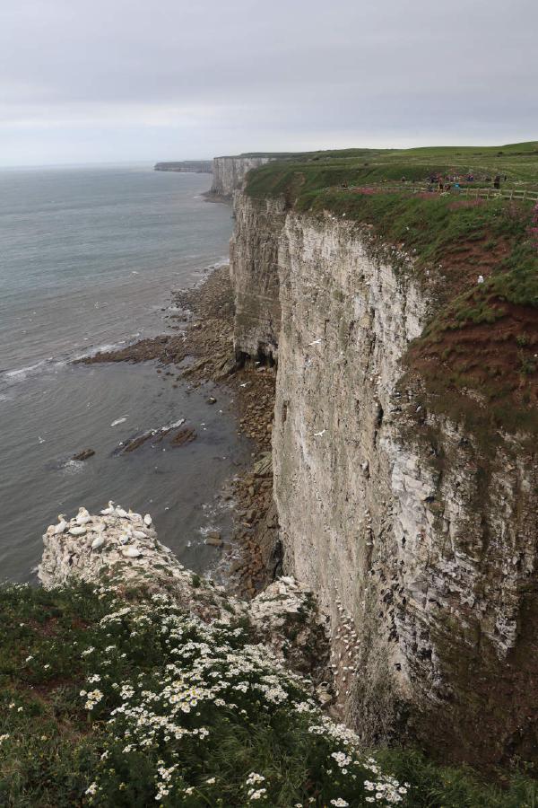A side view of the gannet colony.