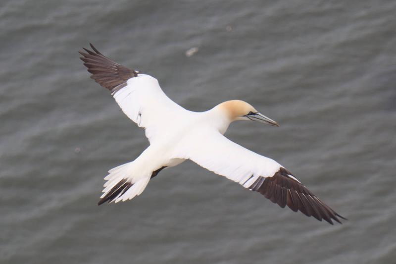Looking down upon a flying gannet.