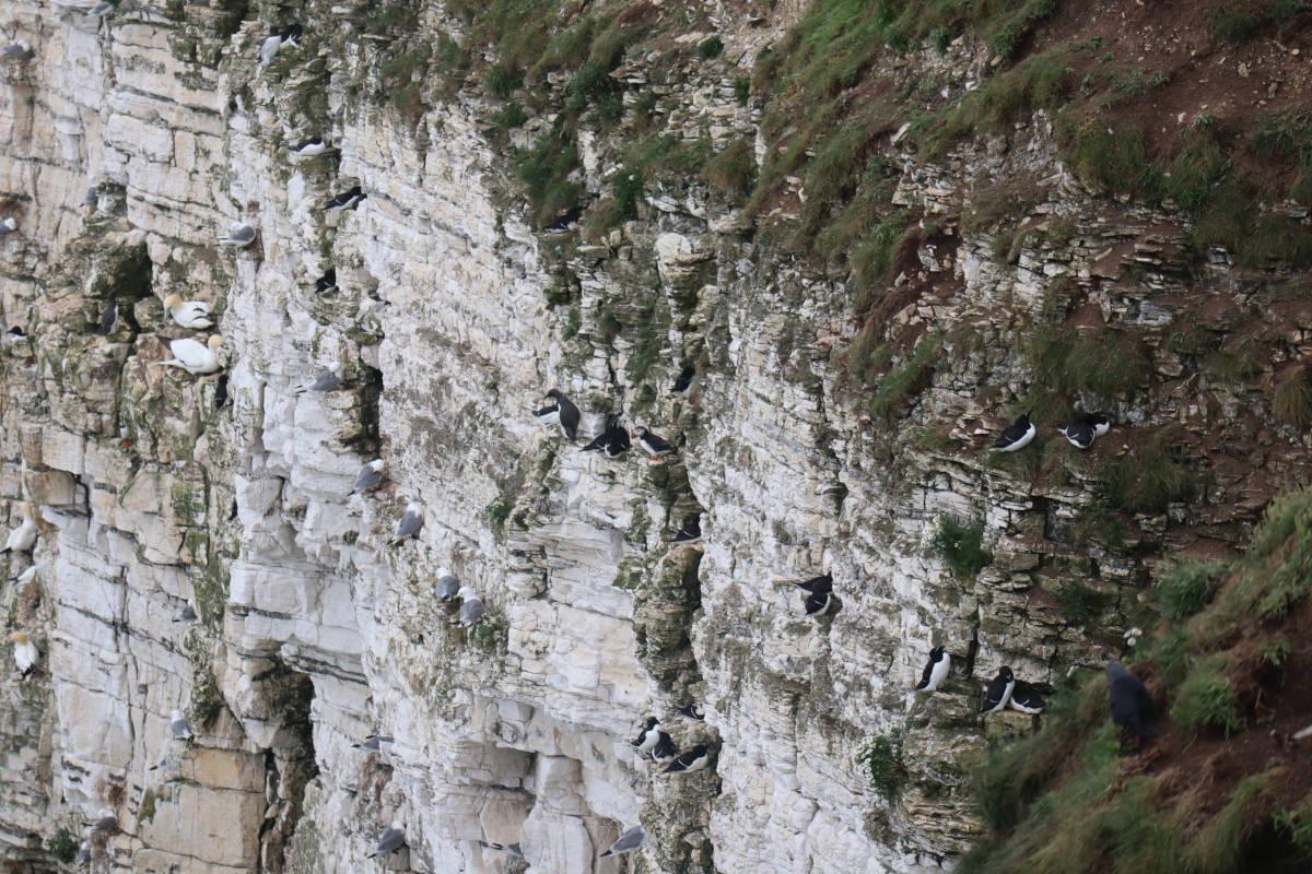 A lone distant puffin on a cliff.