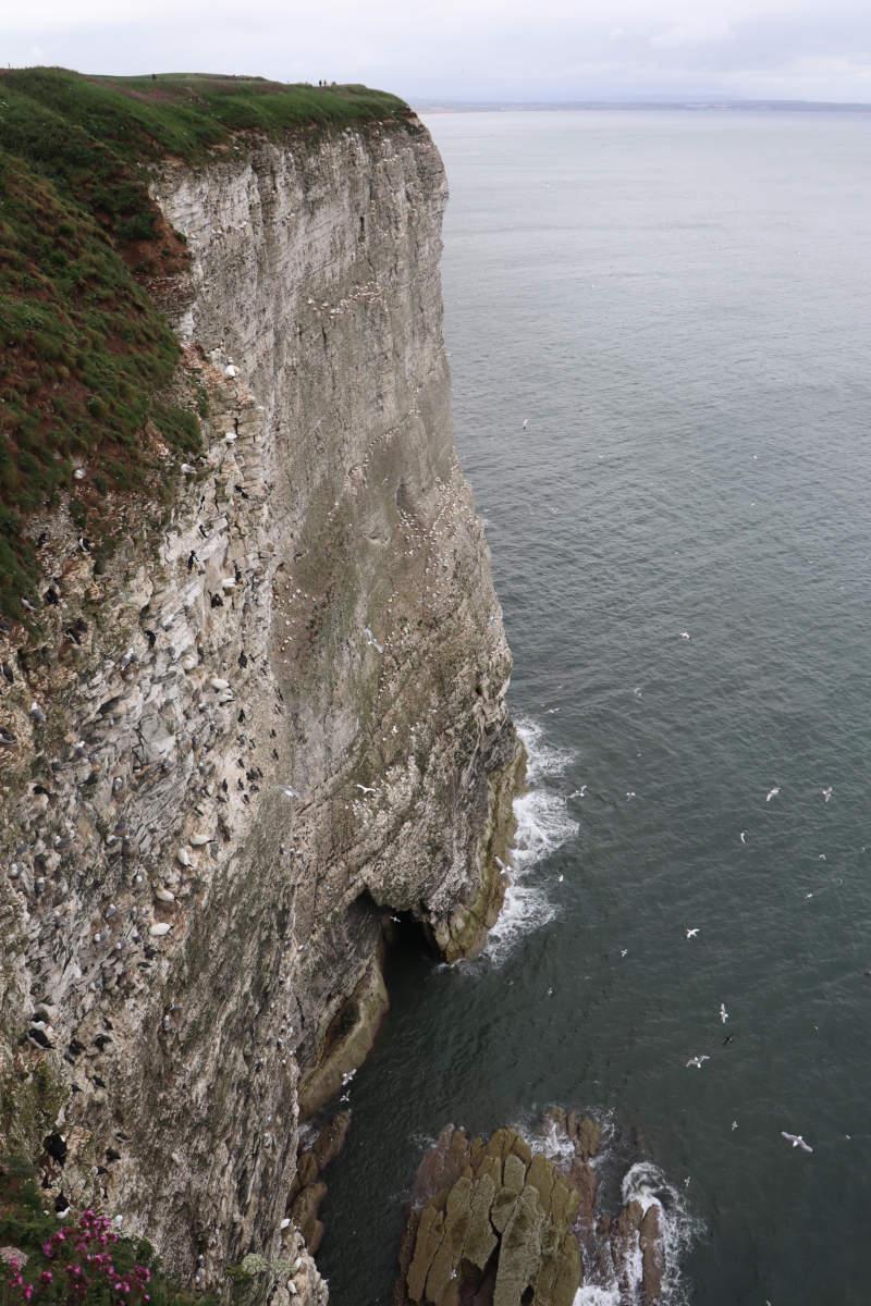 A cliff covered with guillemots.