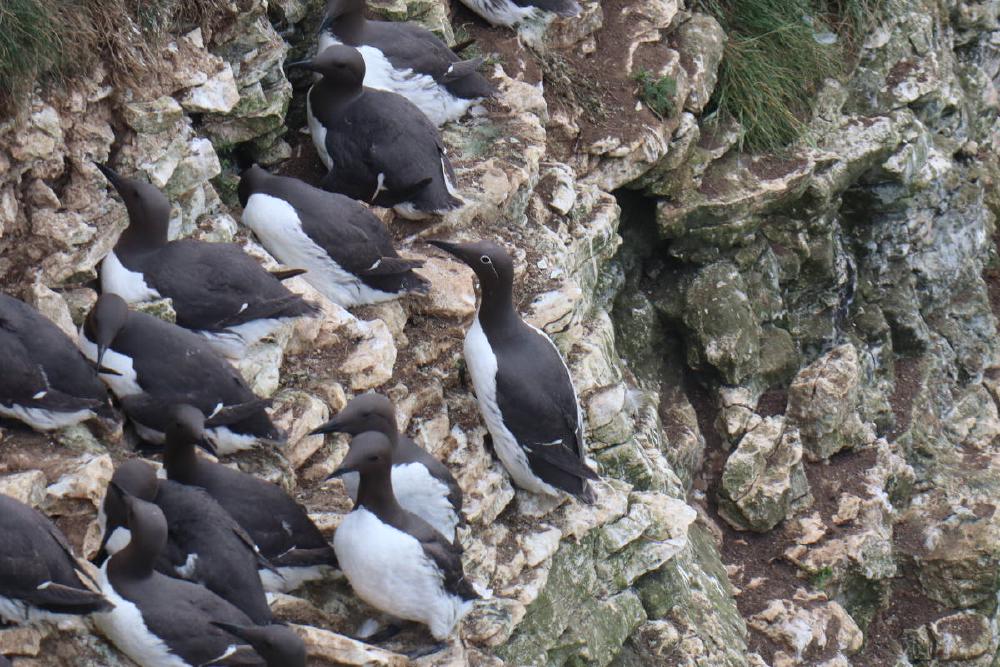 A guillemot with a white outline around its eye and a dash leading down towards the neck slightly.