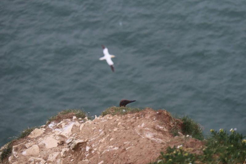 A guillemot head peeking over the cliff edge.