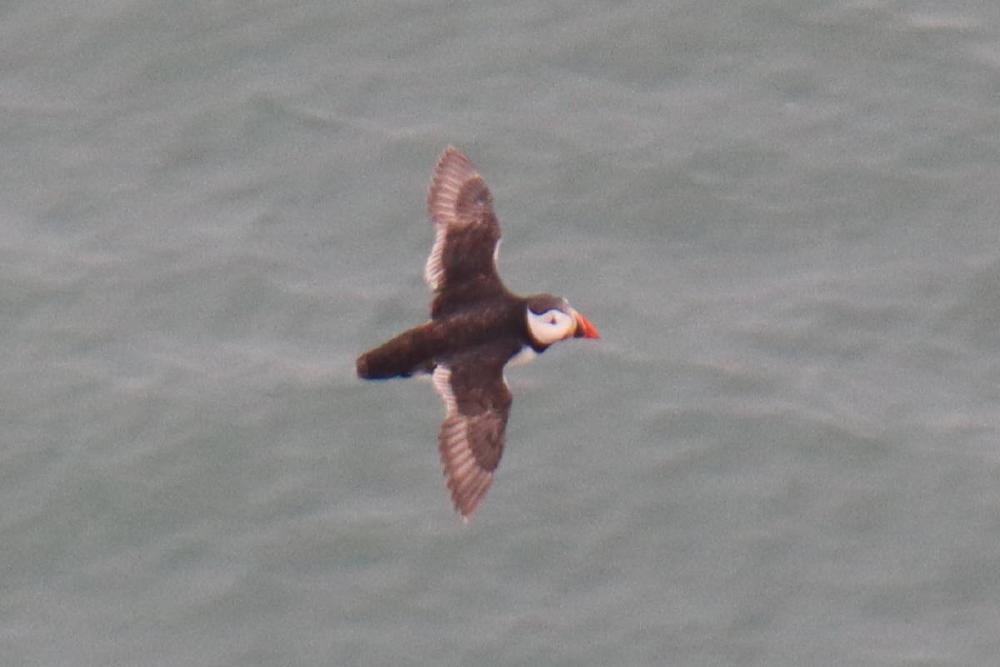 A puffin in flight.