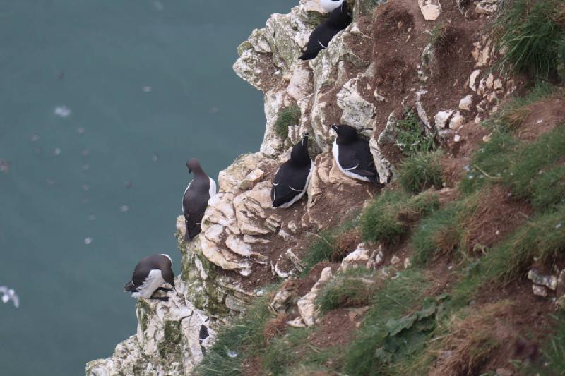 Some razorbills.