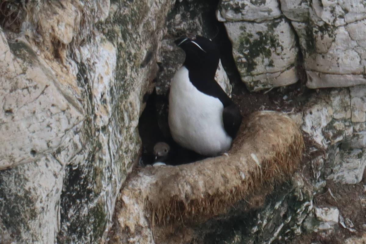 A nesting razorbill with chick beneath.