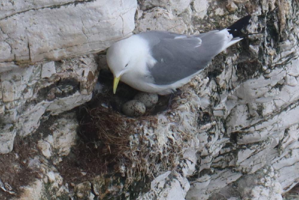 A kittiwake standing on a nest to reveal two white and brown speckled eggs.