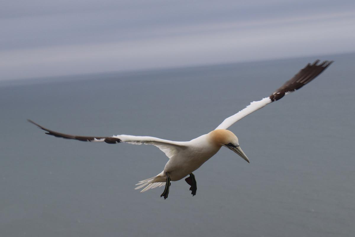 A gannet coming in to land.