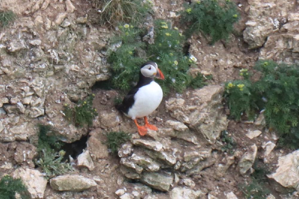 Another puffin.