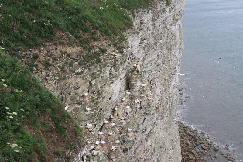 Gannets on a cliff edge.