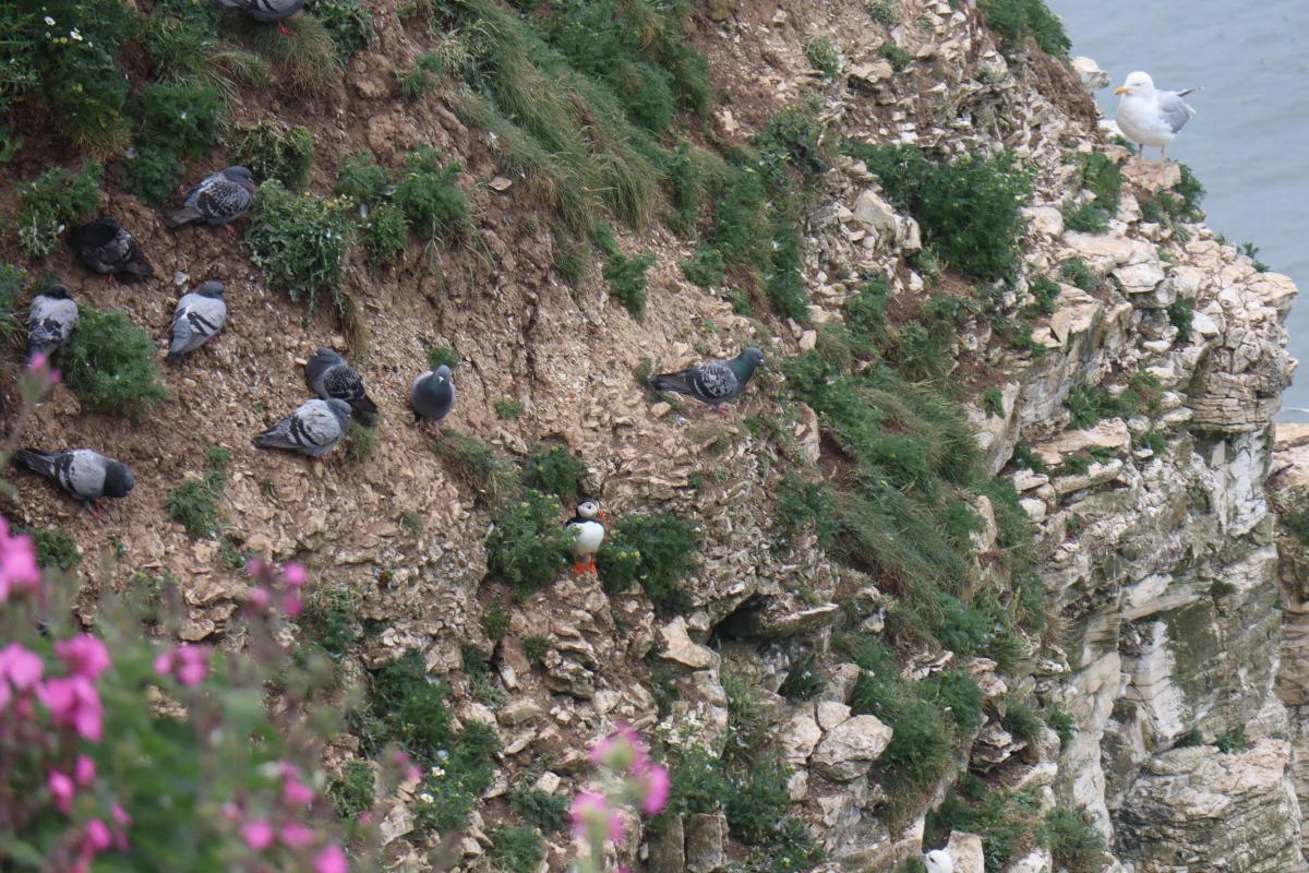 A puffin hanging out with the pigeons.