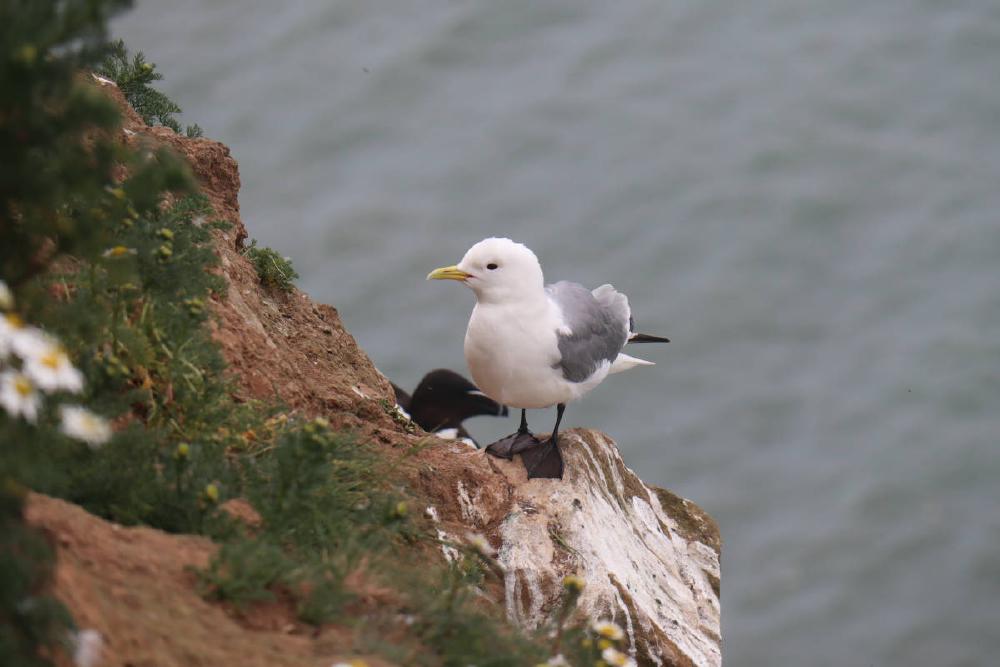 A lone kittiwake.