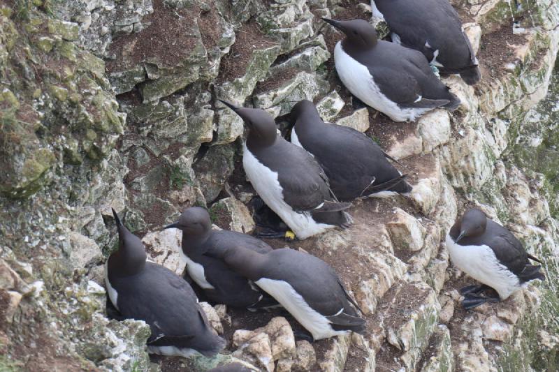 A ringed guillemot.