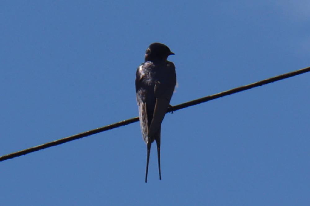 A barn swallow perched on a cable.