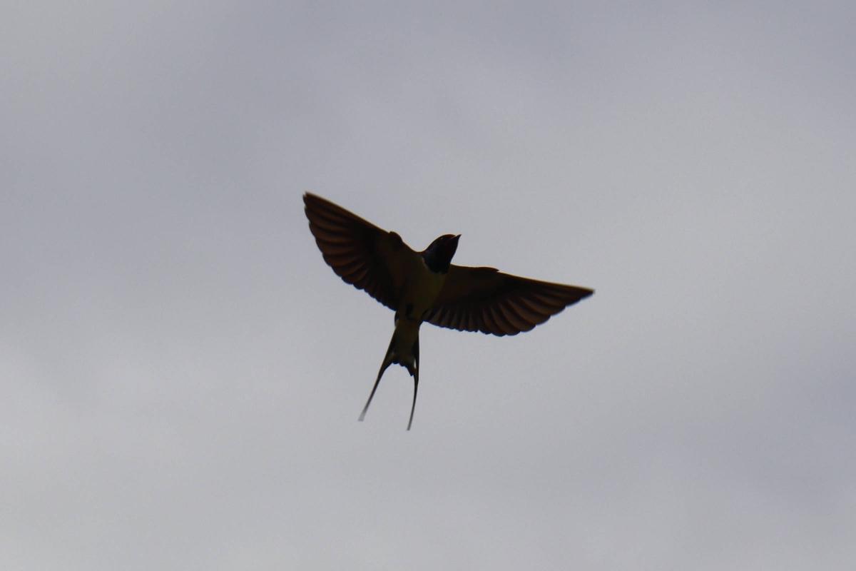 A barn swallow in flight.