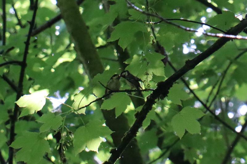A tit feeding another tit.