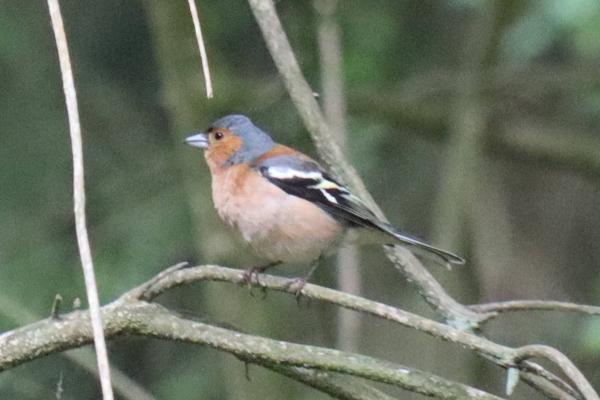 A female bullfinch.