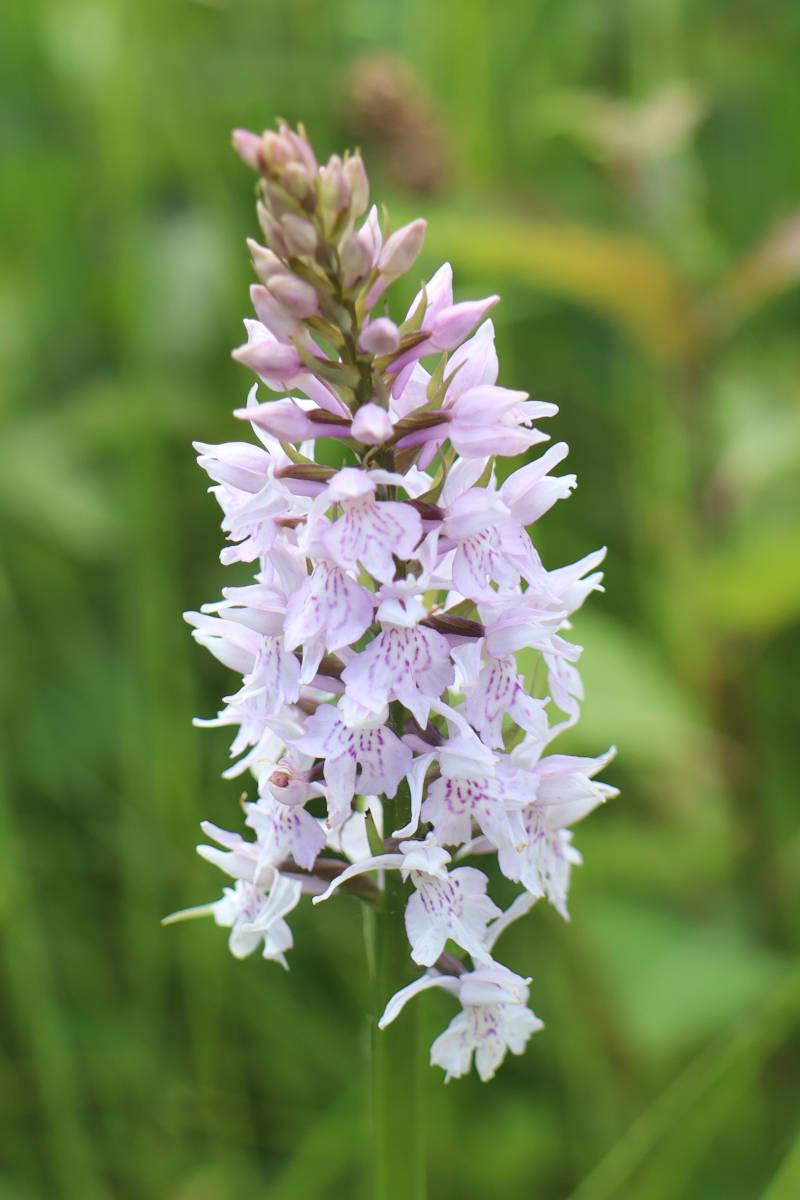 An orchid.