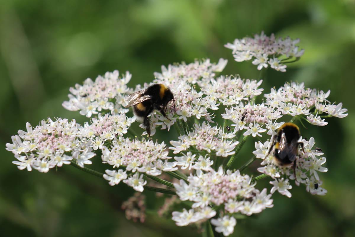 Some bees on cow parsley.