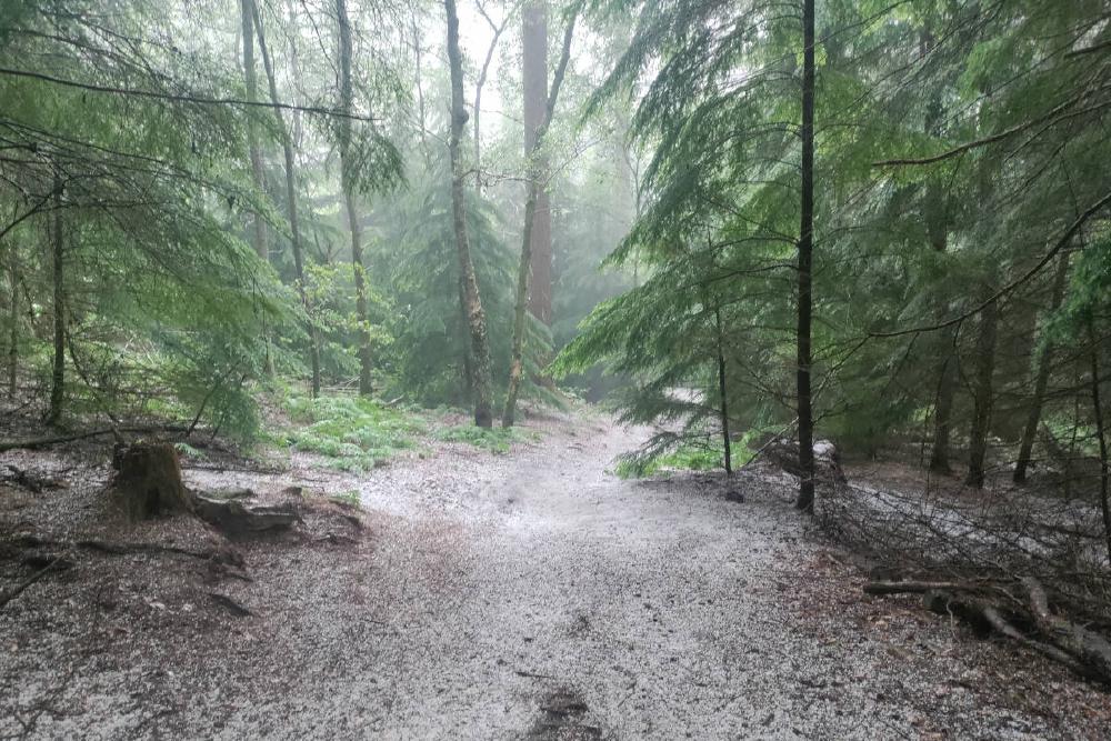 Hail covering the forest floor.