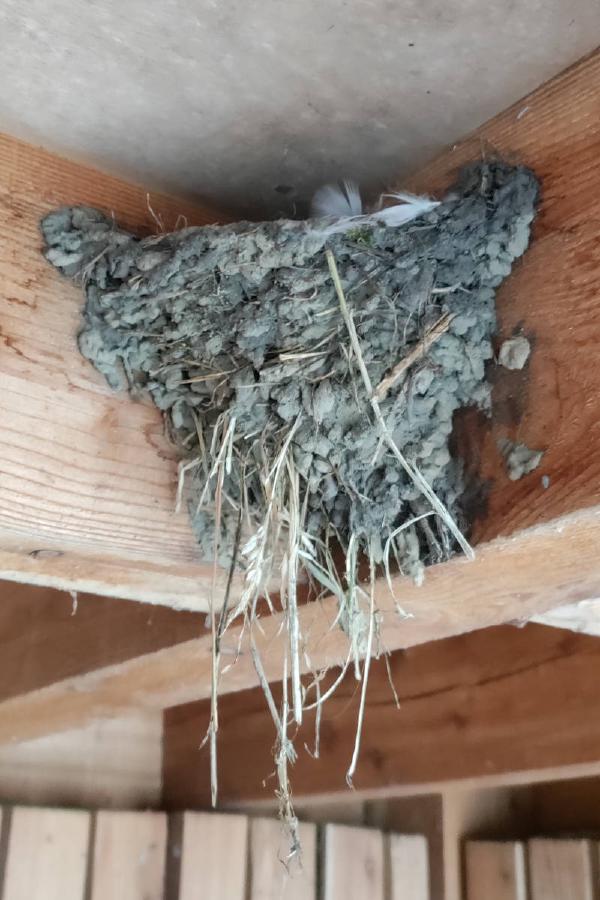A nest made of mud.