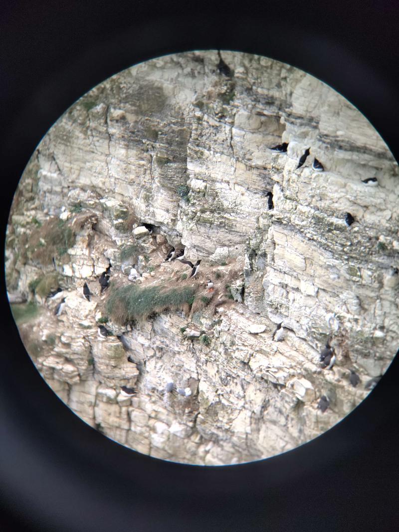 Looking through binoculars at the puffin.