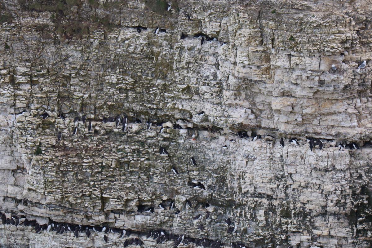 One puffin on a distant cliff.