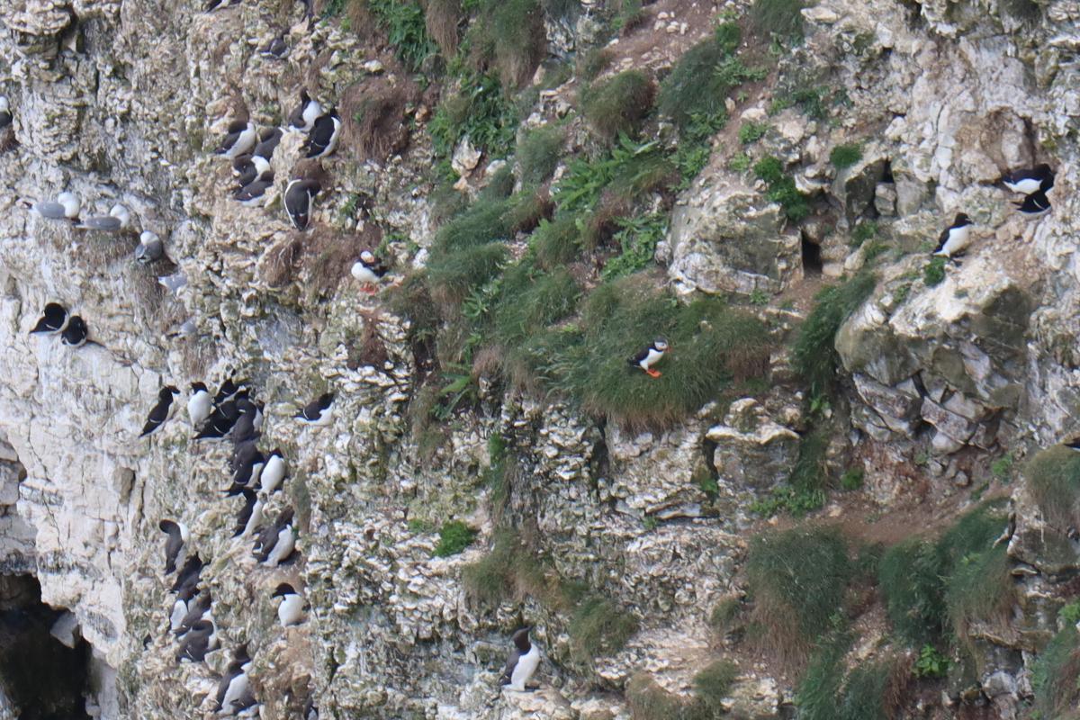 Two puffins on some distant grass ledge.