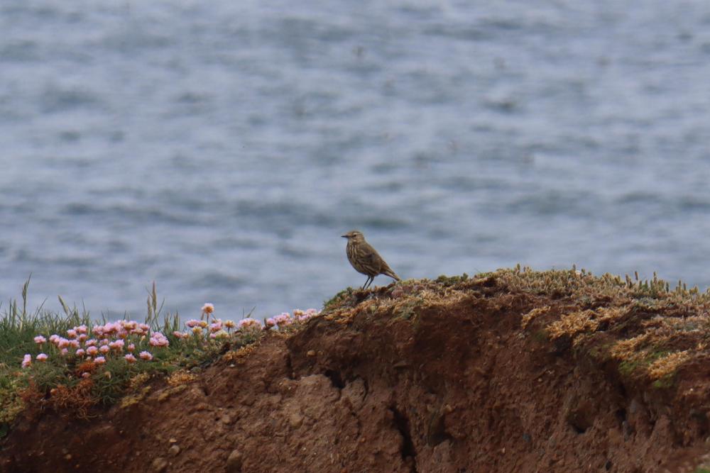 Rock pipit.
