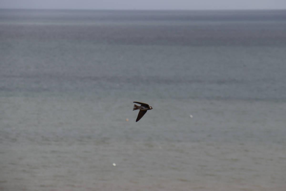 A sand martin in flight.