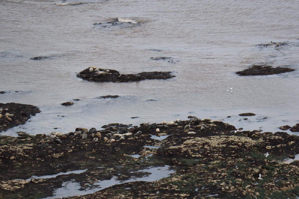 A few dozen seals lounging out on rocks by the shore.