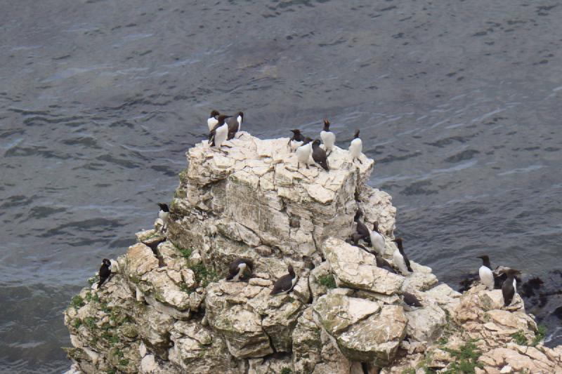Some white birds with black heads standing around on top of some rocks.