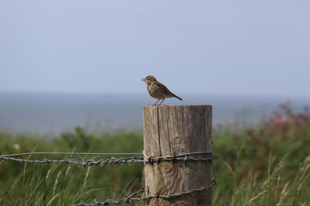 Meadow pipit.