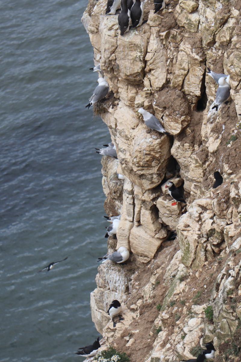 A puffin hanging out on a ledge.