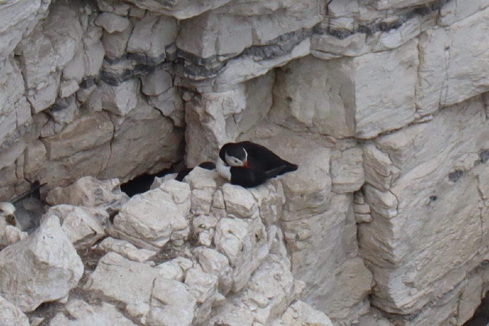 A single puffin neatly tucked up.