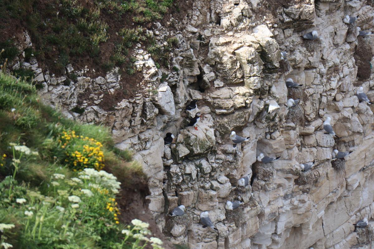 A lone puffin at the top of the cliffs.