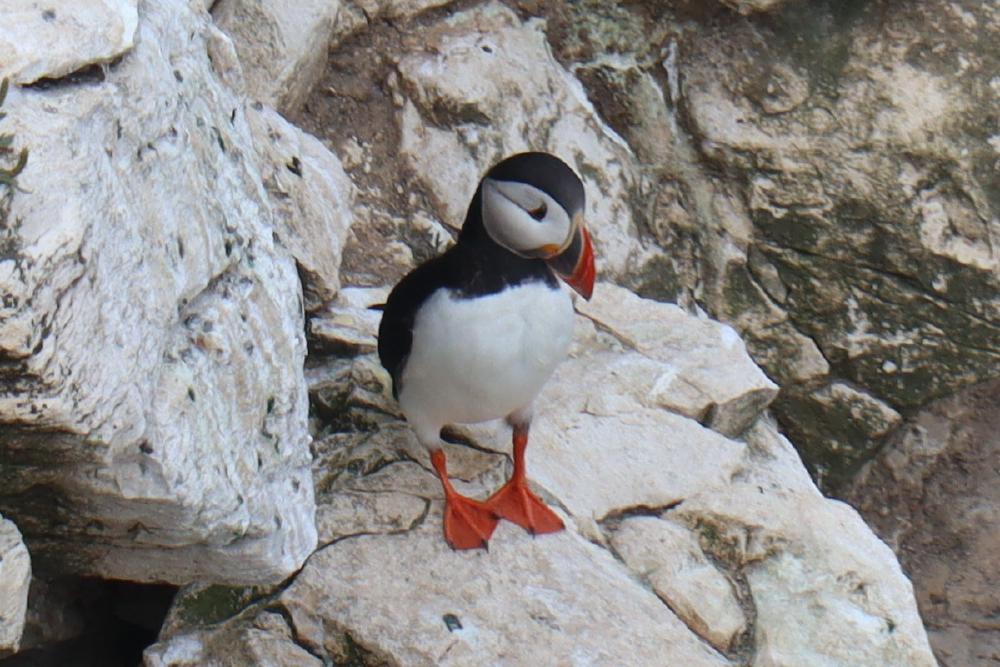 Close shot of a puffin looking down.