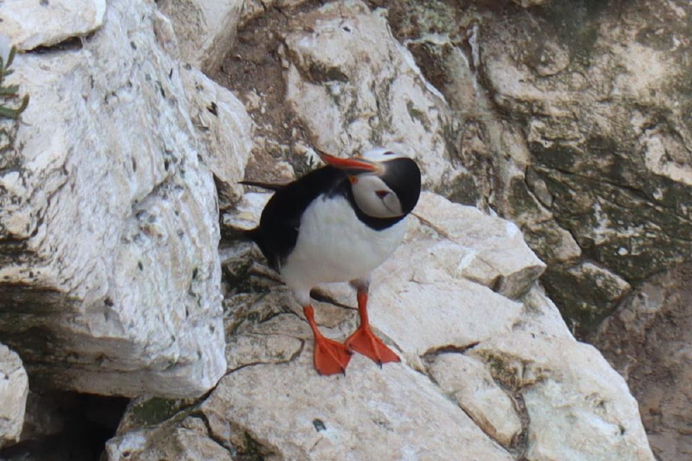 Close shot of a puffin with head tilted.