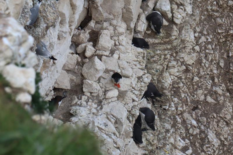 Two puffins, one walking on the rocks, the other peeping out from a small cave.